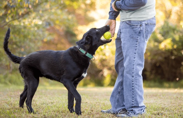 Köpeklerde Kuyruk Sallamanın Farklı Nedenleri ve Anlamları