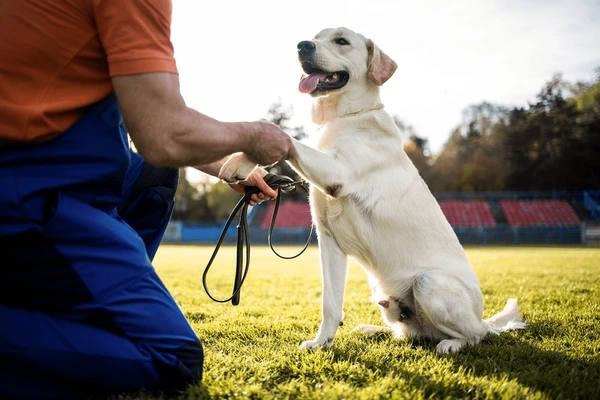 Kolay Adımlarla Köpeğinizi Eğitirken Size Odaklanmasını Sağlayın