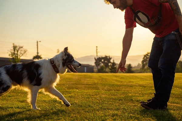 Köpeğinizi Eğitmeye Başlarken Dikkat Etmeniz Gereken 7 Püf Nokta